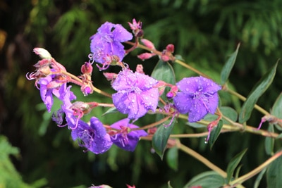 Tibouchina Prinzessinnenblume