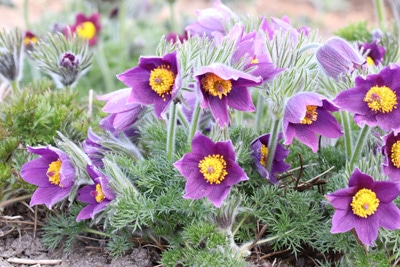 Küchenschelle Kuhschelle, Blumen vertragen Frost