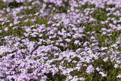 Phlox