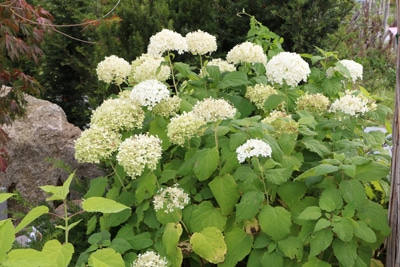 Schneeballhortensie sommerblühend