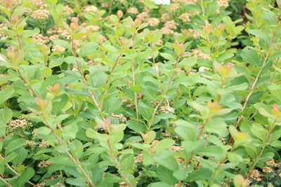 Spiere, Spiraea