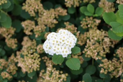 Spiere, Spiraea blühende Heckenpflanzen