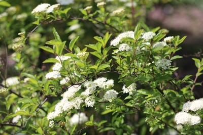 Spiere, Spiraea