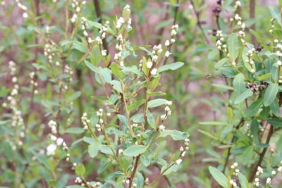 Spiere, Spiraea