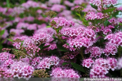 Spiere, Spiraea