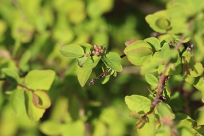 Spiere, Spiraea, Karpaten