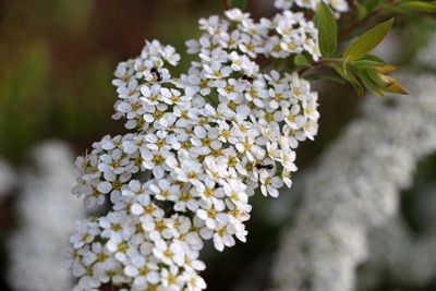 Spiere, Spiraea Brautspiere