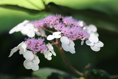 Tellerhortensie