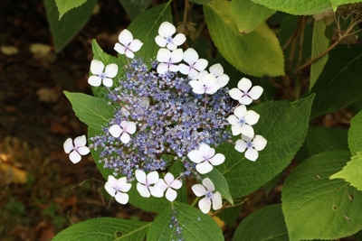 Hortensie