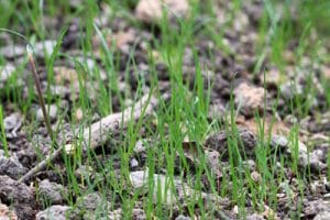 Braune Flecken im Rasen - was tun? - Gartendialog.de