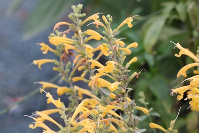 Duftnessel Agastache Blumenwiese