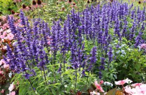 Duftnessel Agastache