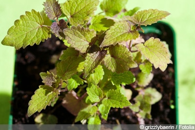 Duftnessel Agastache