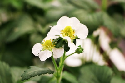 Erdbeeren Blüte