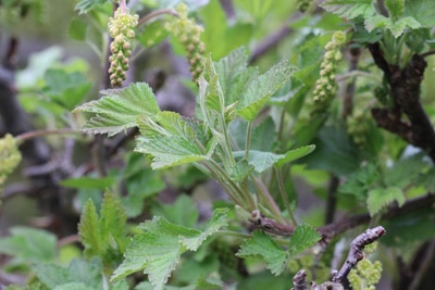 Johannisbeeren Ribes