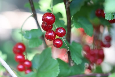 Johannisbeeren Ribes