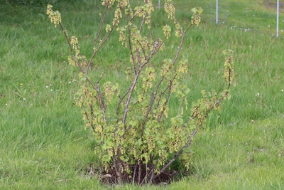 Johannisbeeren Ribes