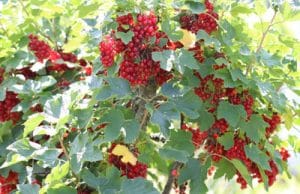 Johannisbeeren