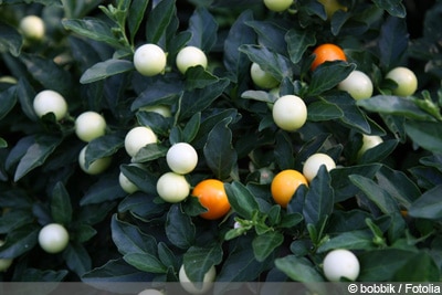 Korallenstrauch Solanum pseudocapsicum