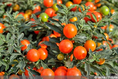 Korallenstrauch Solanum pseudocapsicum