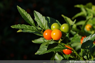 Korallenstrauch Solanum pseudocapsicum