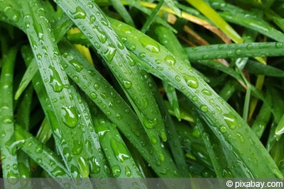 Liriope muscari, Lilientraube, Traubenlilie