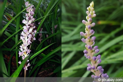 Liriope muscari, Lilientraube, Traubenlilie