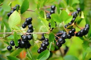 Aronia-Pflanze Aronia-Pflanze