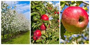 Obst Collage Obst Collage