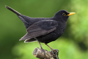 Amsel Amsel
