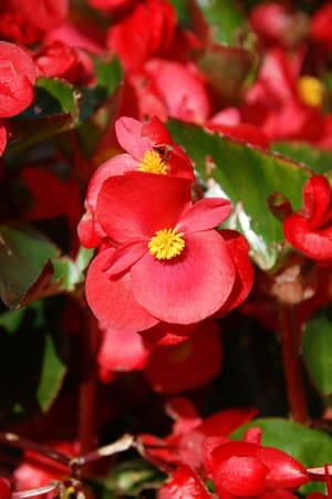 begonia semperflorens