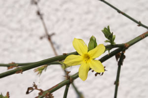 Winterjasmin Winterjasmin