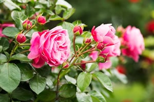 Rosen im Rosengarten Rosen im Rosengarten