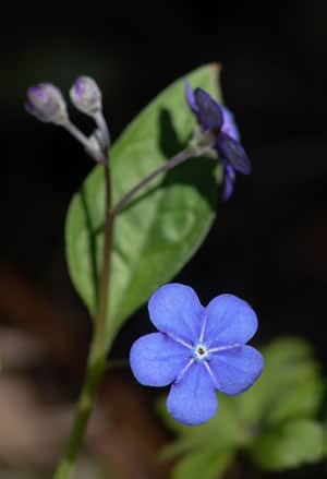 Omphalodes verna