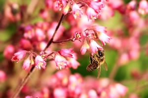 Blüten von Heuchera