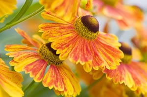 Sonnenbraut mit gelben Blüten