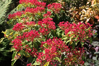 Kalmia latifolia, Lorbeerrose