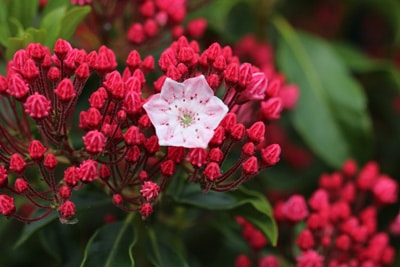 Kalmia latifolia