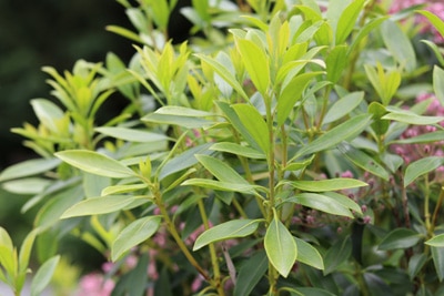 Kalmia latifolia, Lorbeerrose