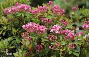 Kalmia latifolia, Lorbeerrose