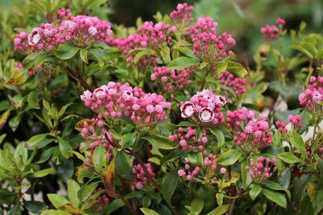 Kalmia latifolia, Lorbeerrose