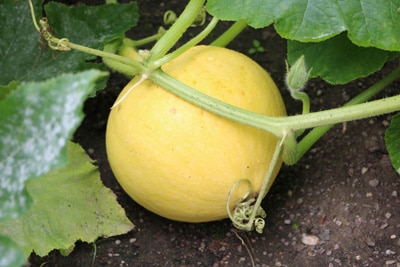 Cucurbita