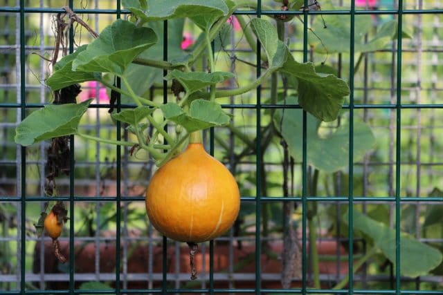 Kurbis Anbau Pflanzen Pflege Und Beliebte Kurbissorten Gartendialog De