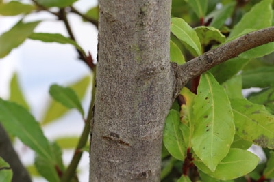 Laurus nobilis