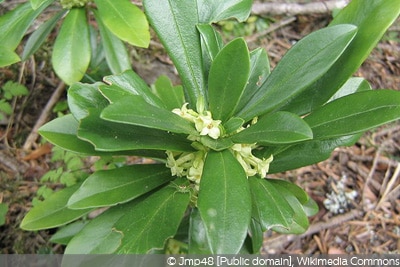 Daphne laureola