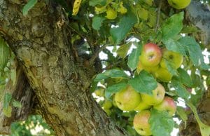 Obst anbauen Obstgarten