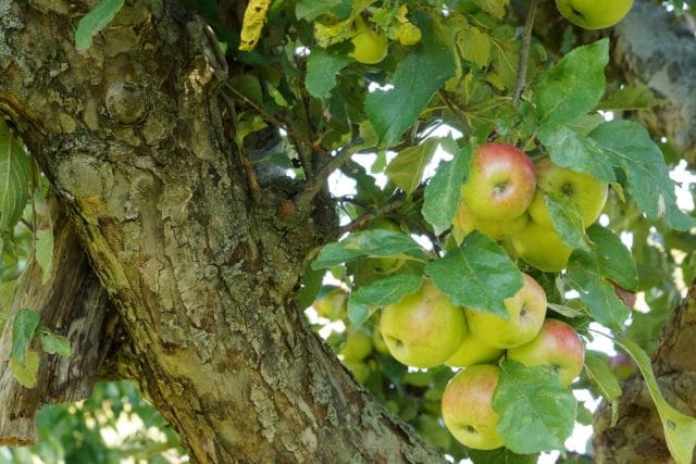 Obst anbauen Obstgarten