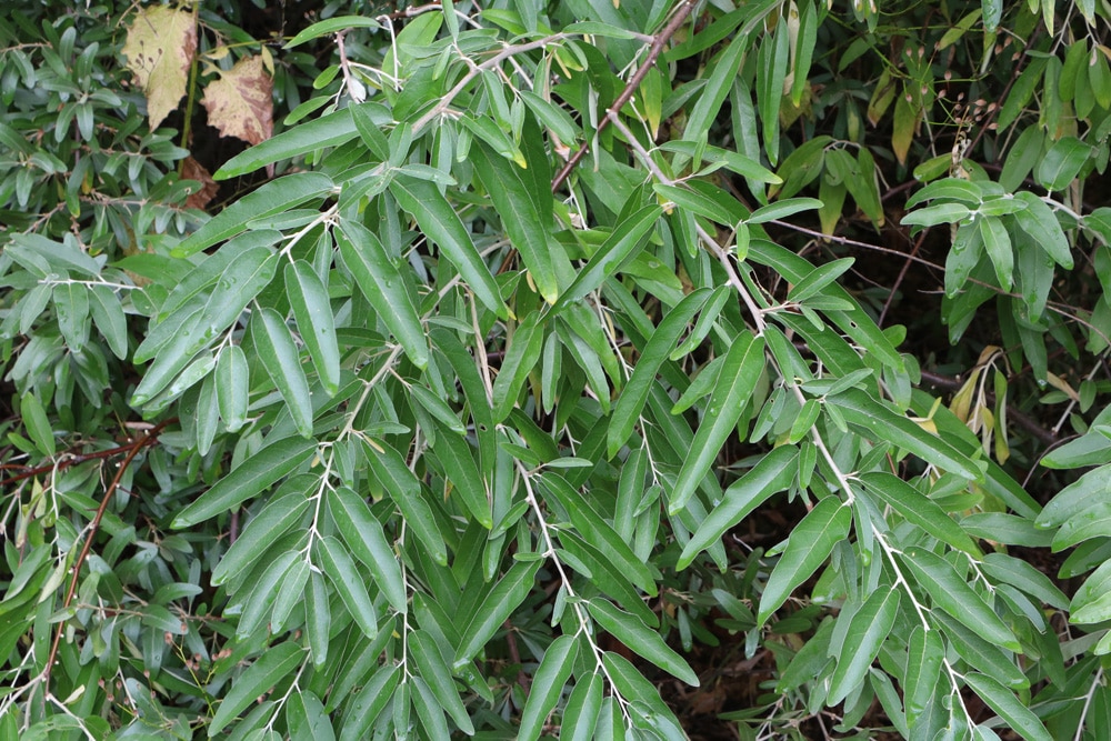 Ölweide Elaeagnus angustifolia Baum 20 Samen MENGENRABATT !!! 