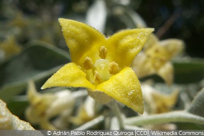 Elaeagnus