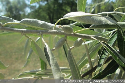 Elaeagnus